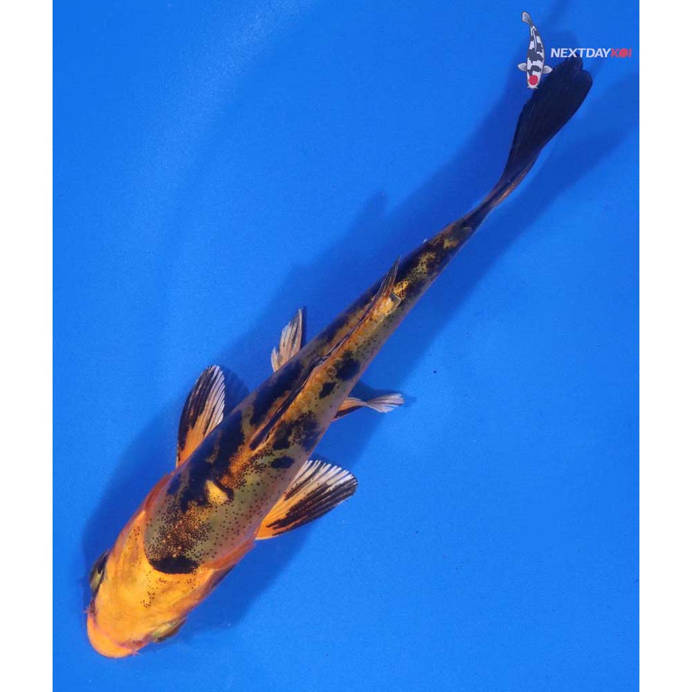 4.5” Imported Doitsu Kin Aka Bekko
