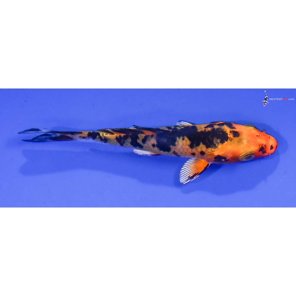 3” Imported Yamato Nishiki