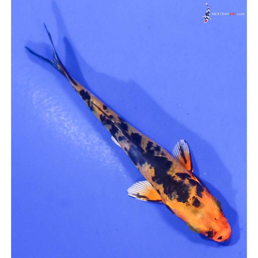3” Imported Yamato Nishiki