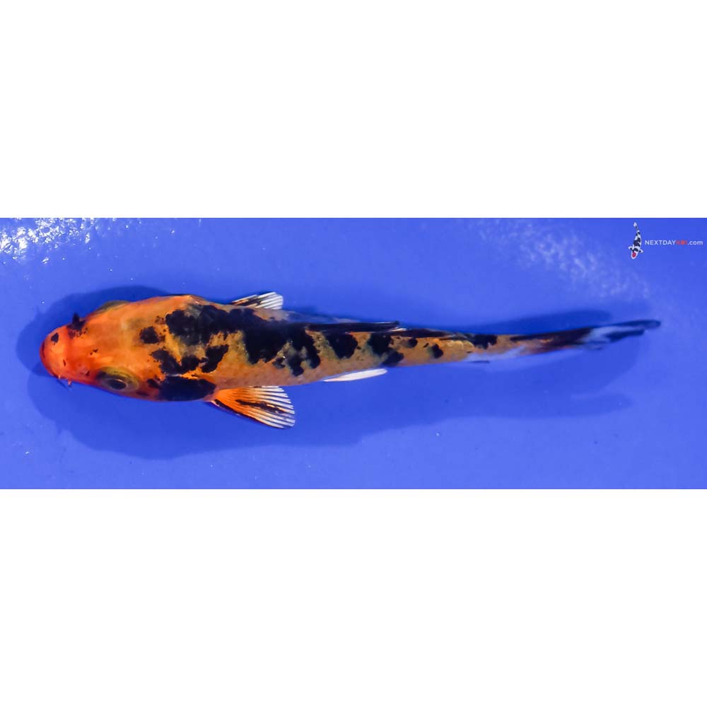 3” Imported Yamato Nishiki