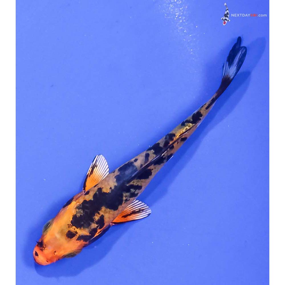 3” Imported Yamato Nishiki