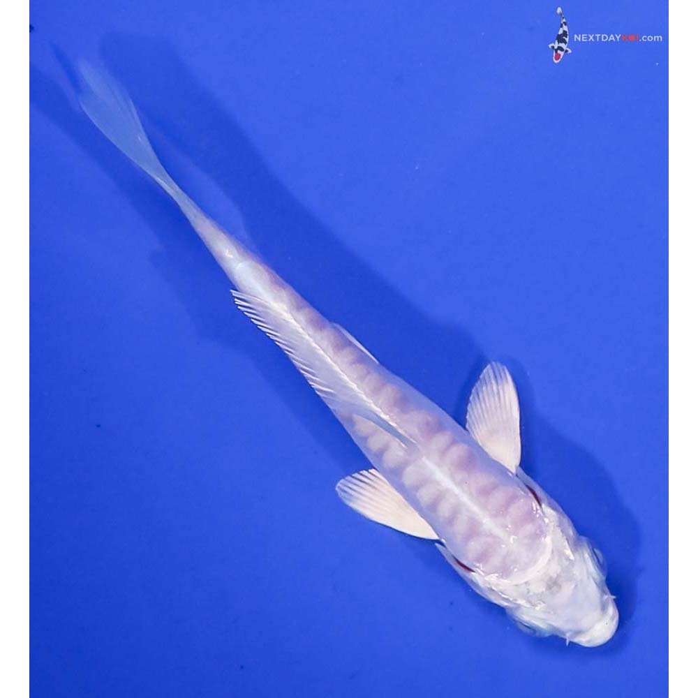 3.5” Imported Doitsu Platinum Ogon