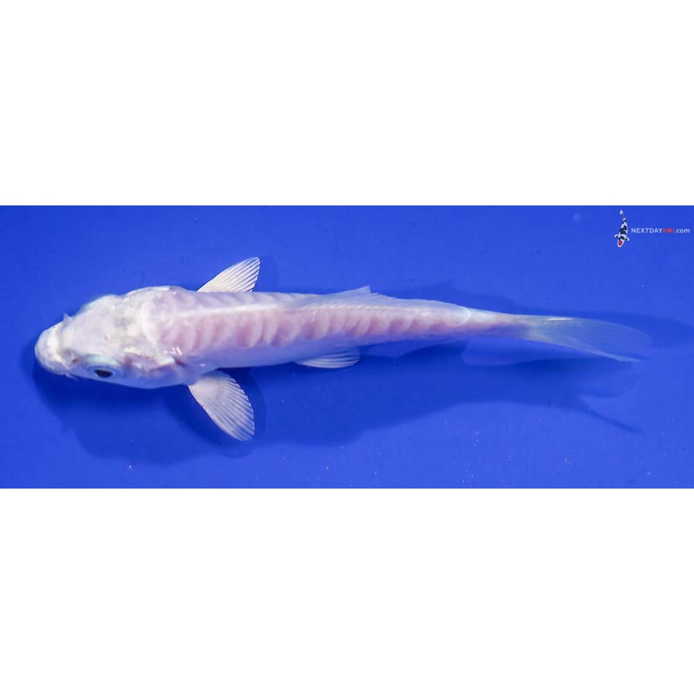 3.5” Imported Doitsu Platinum Ogon