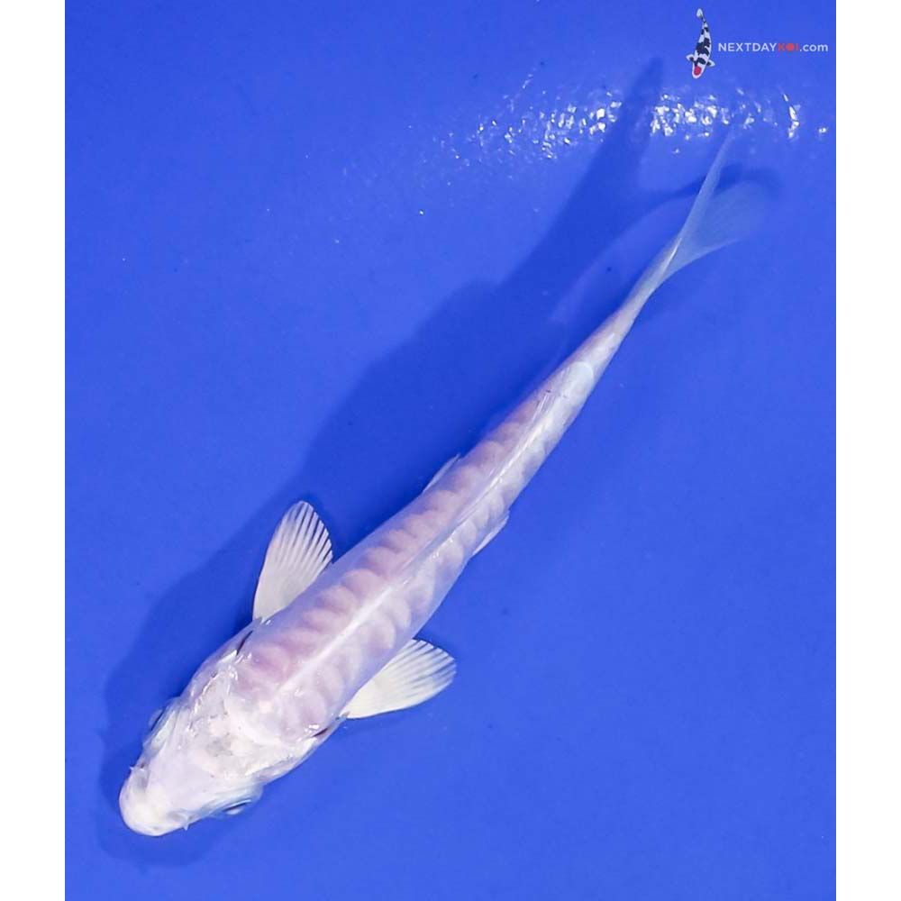 3.5” Imported Doitsu Platinum Ogon