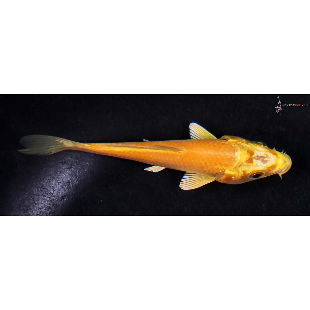 3.5” Imported Yamabuki Ogon
