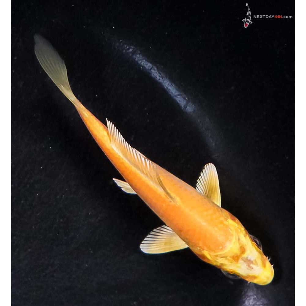 3.5” Imported Yamabuki Ogon