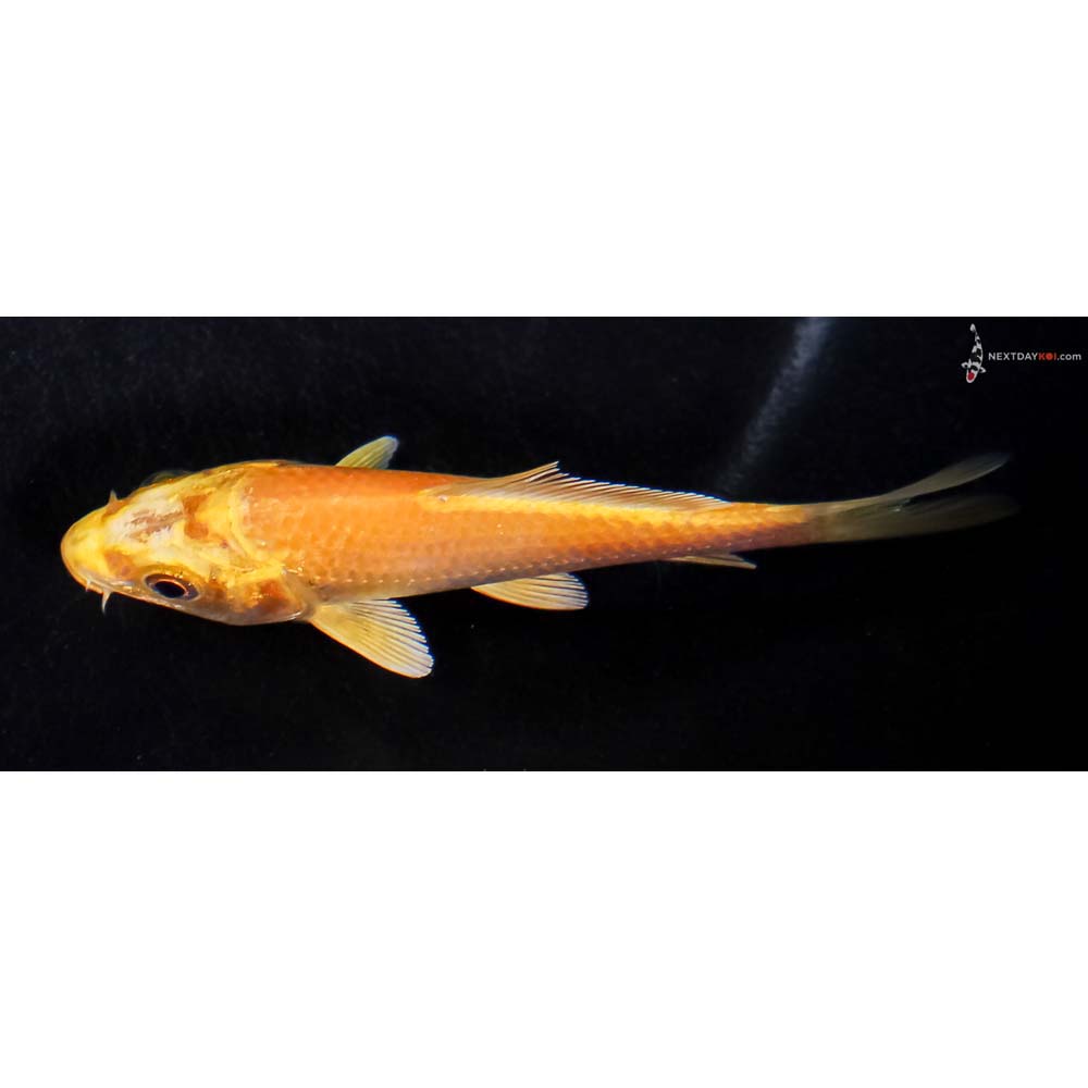 3.5” Imported Yamabuki Ogon