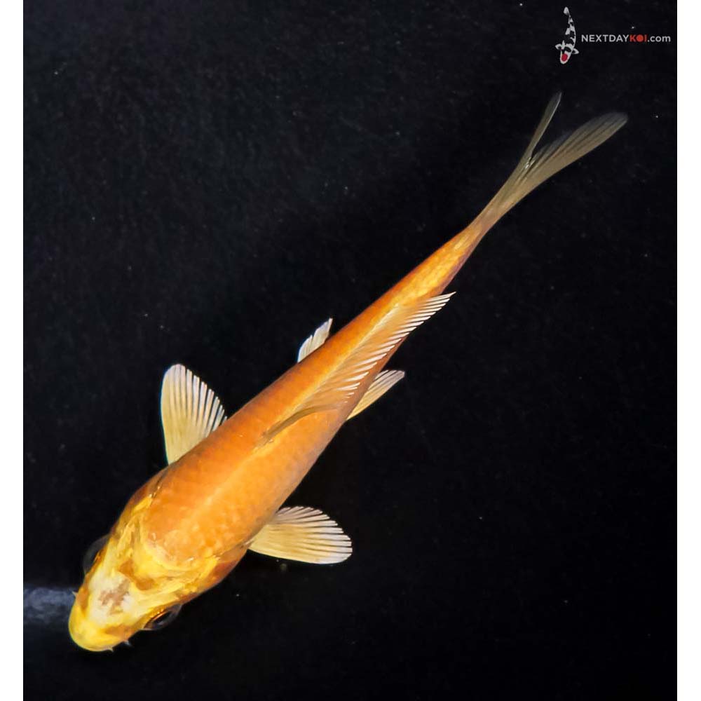 3.5” Imported Yamabuki Ogon