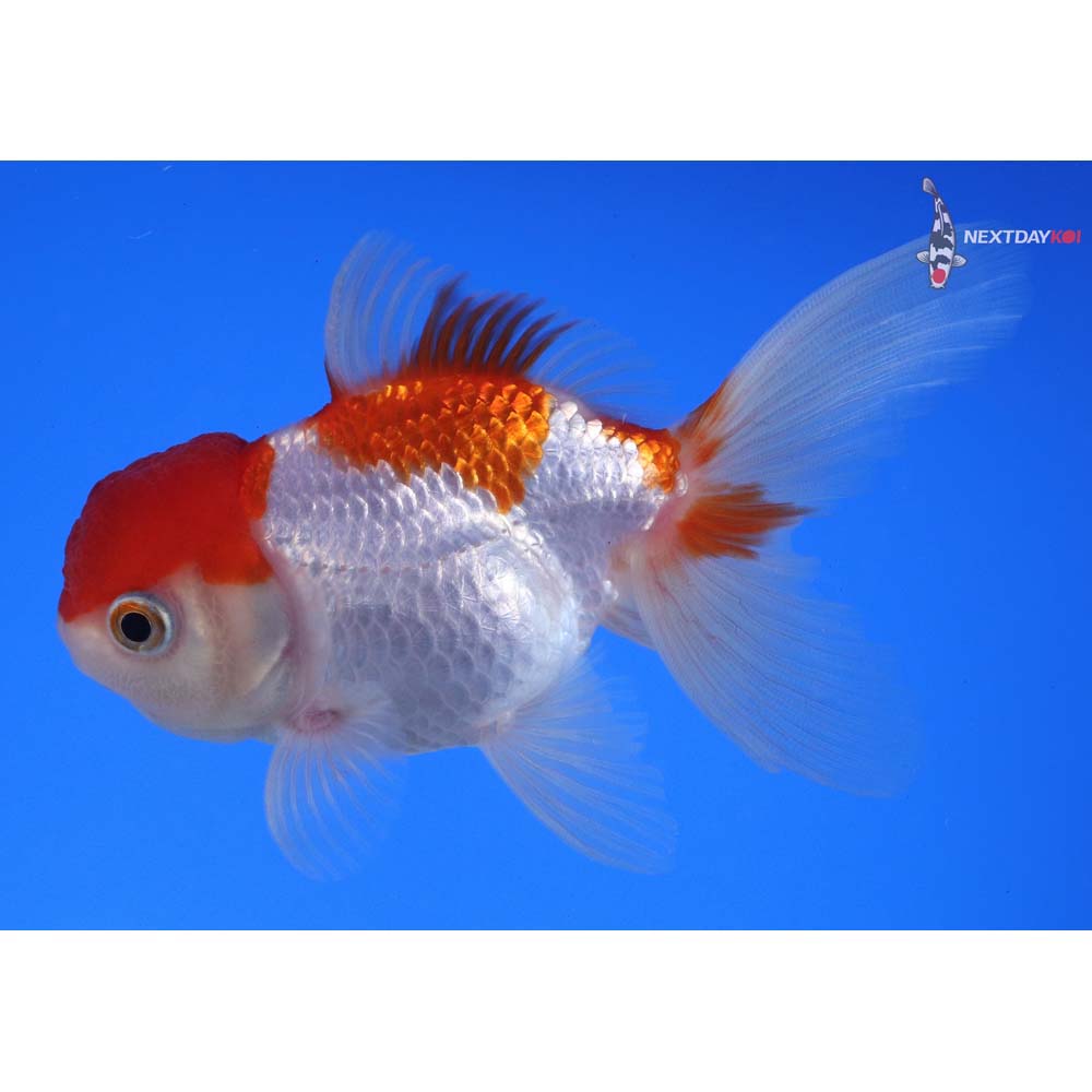 4” Imported Red and White Oranda