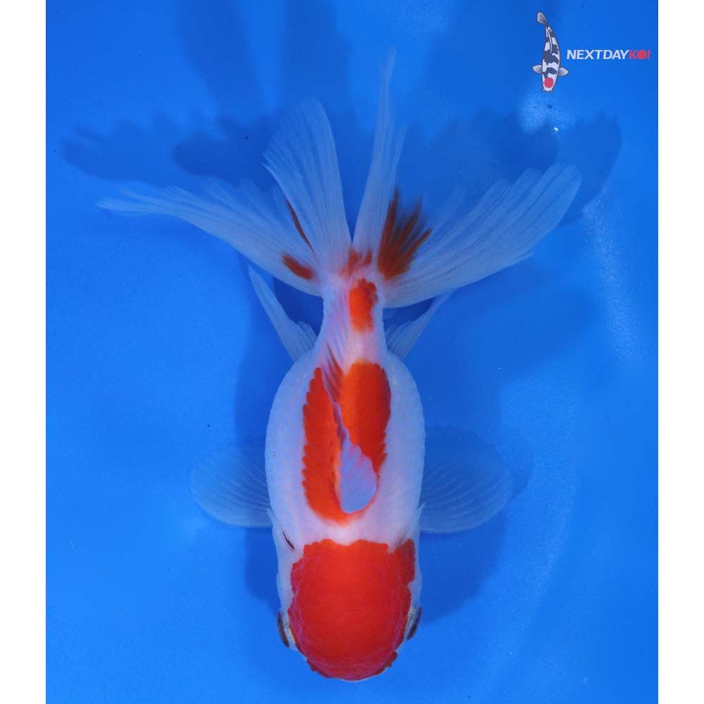 4” Imported Red and White Oranda