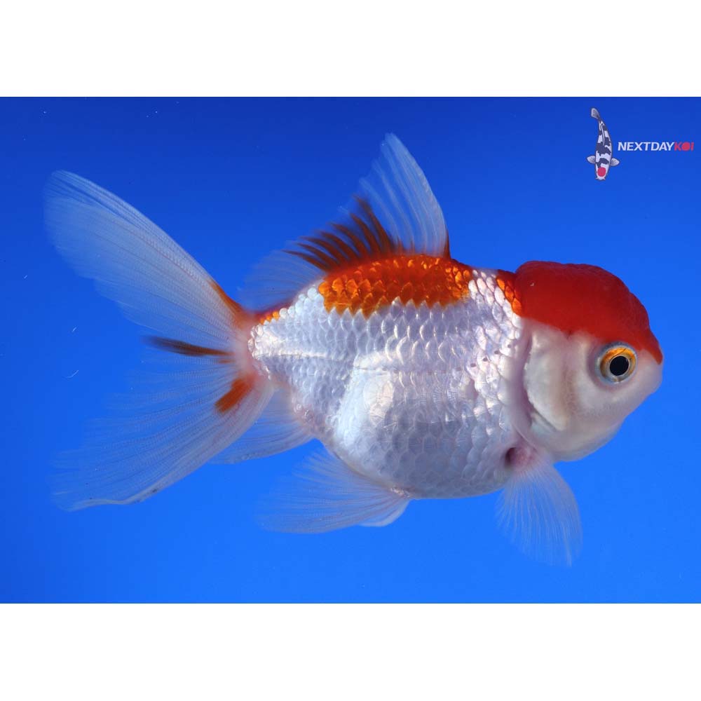 4” Imported Red and White Oranda