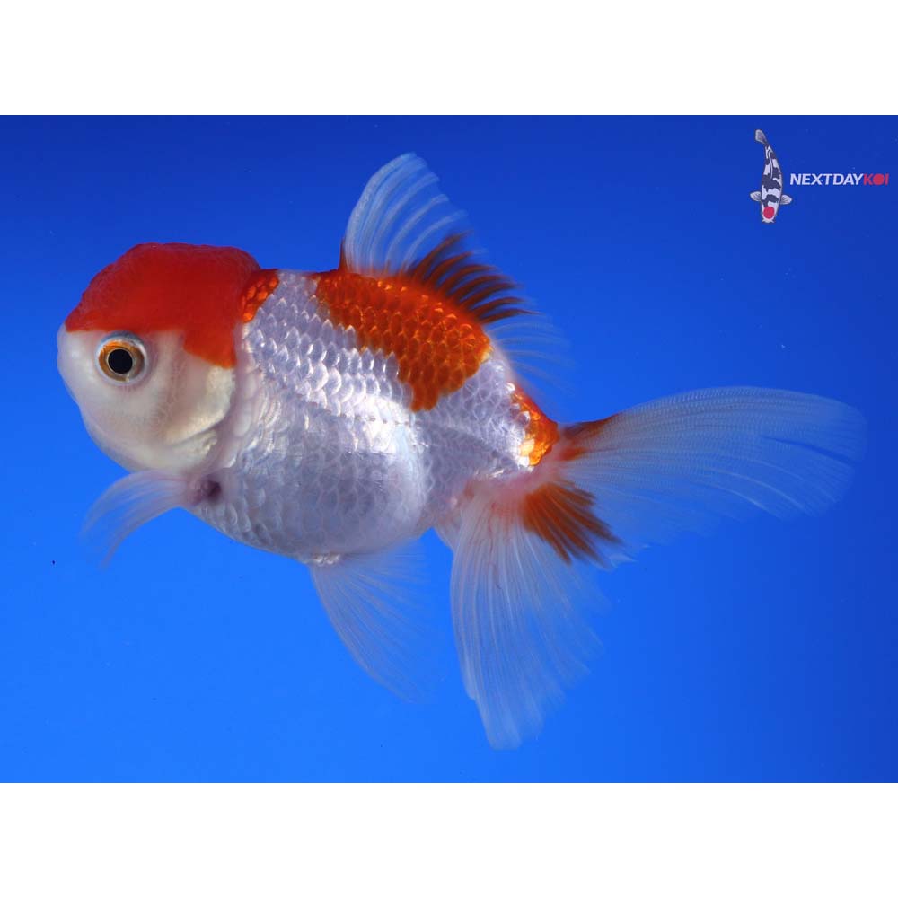 4” Imported Red and White Oranda