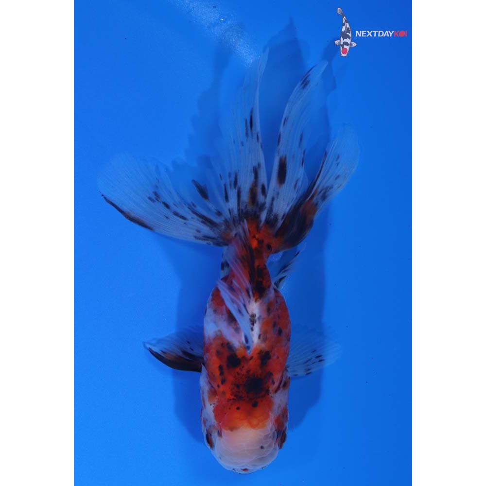 4” Imported Calico Oranda