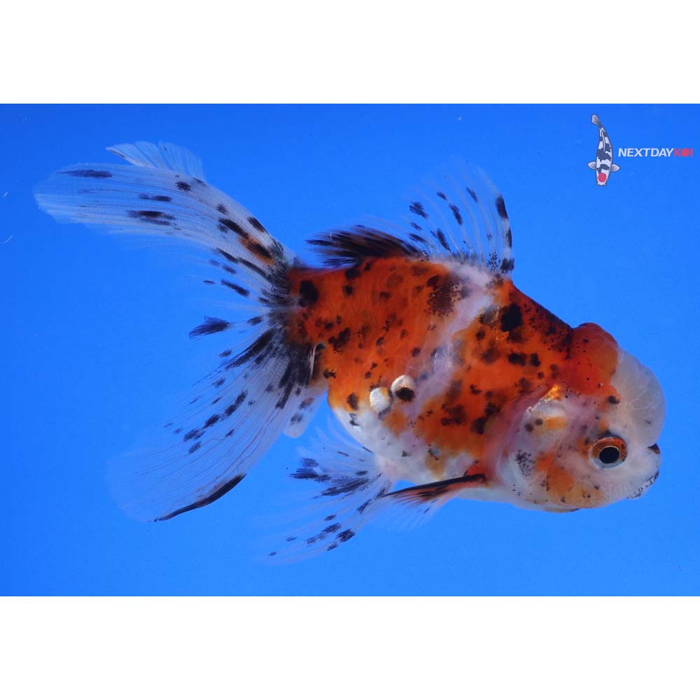 4” Imported Calico Oranda