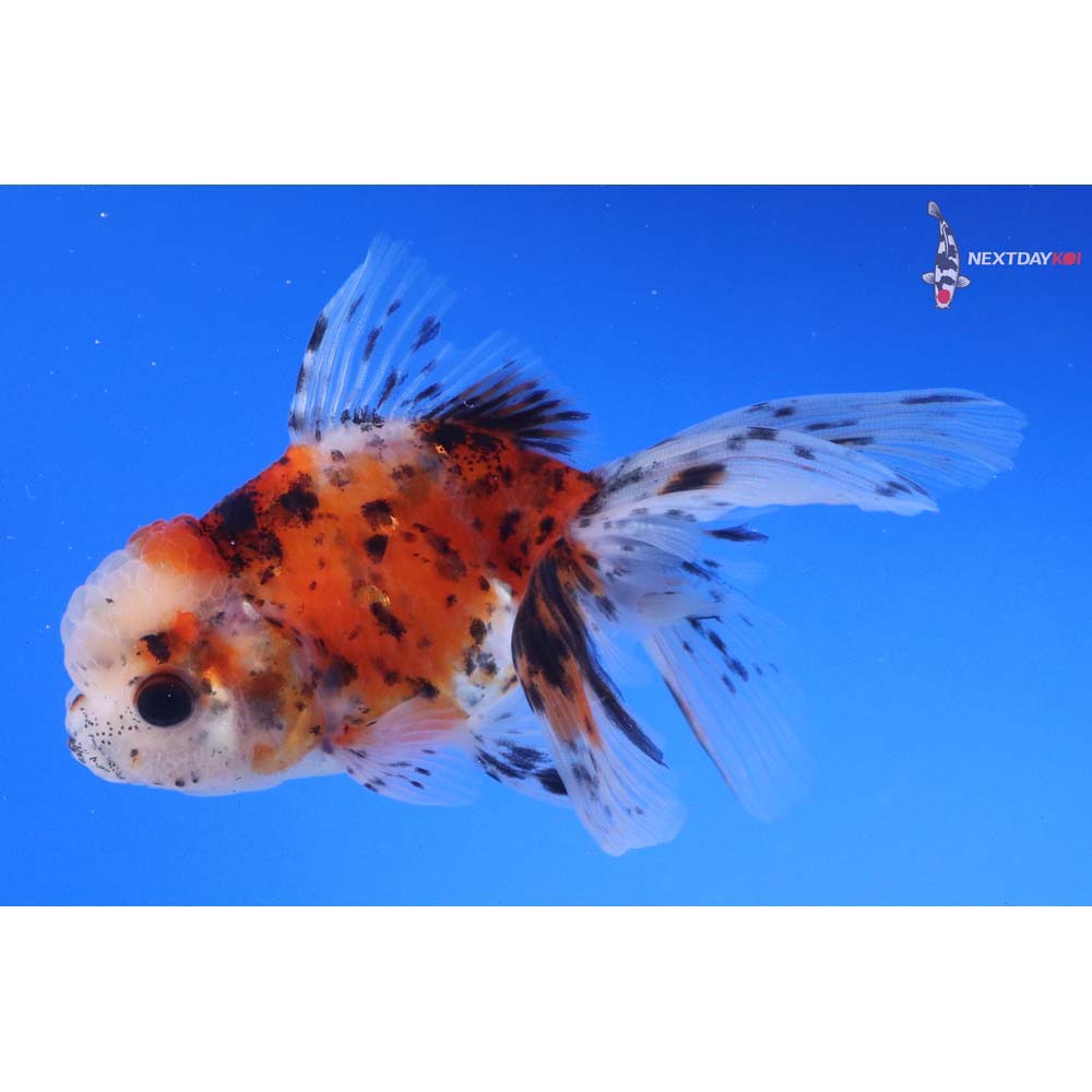 4” Imported Calico Oranda