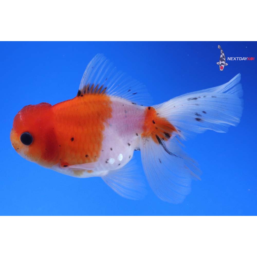 4” Imported Calico Oranda
