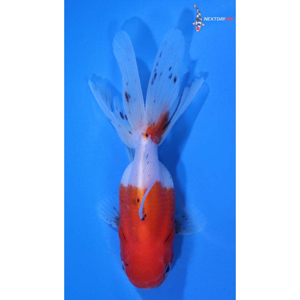 4” Imported Calico Oranda