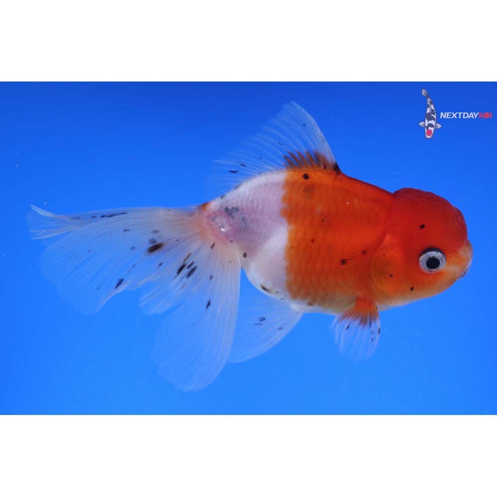 4” Imported Calico Oranda