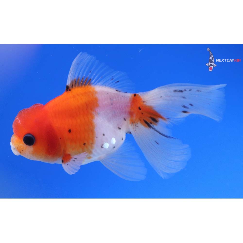 4” Imported Calico Oranda
