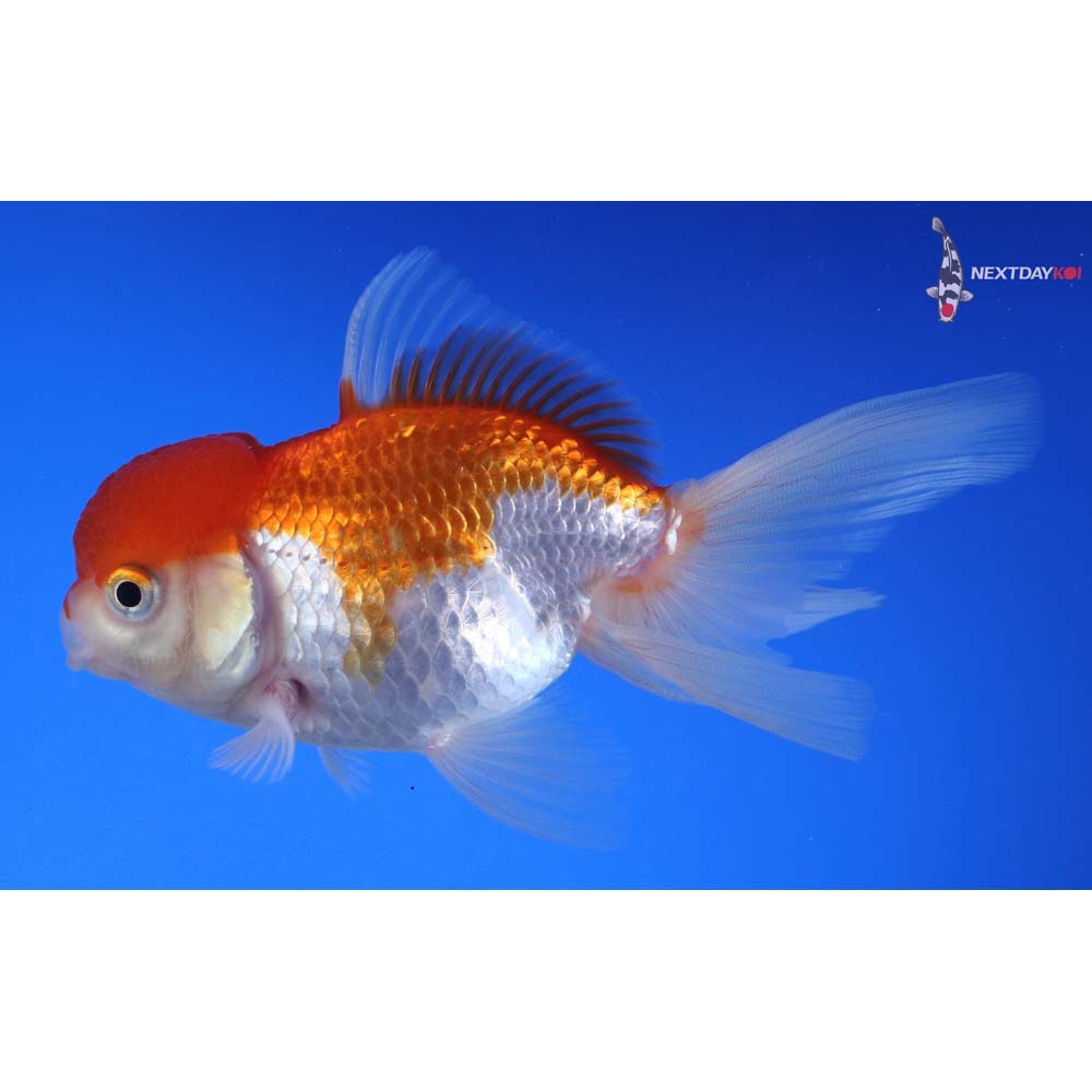 4.5” Imported Red and White Oranda