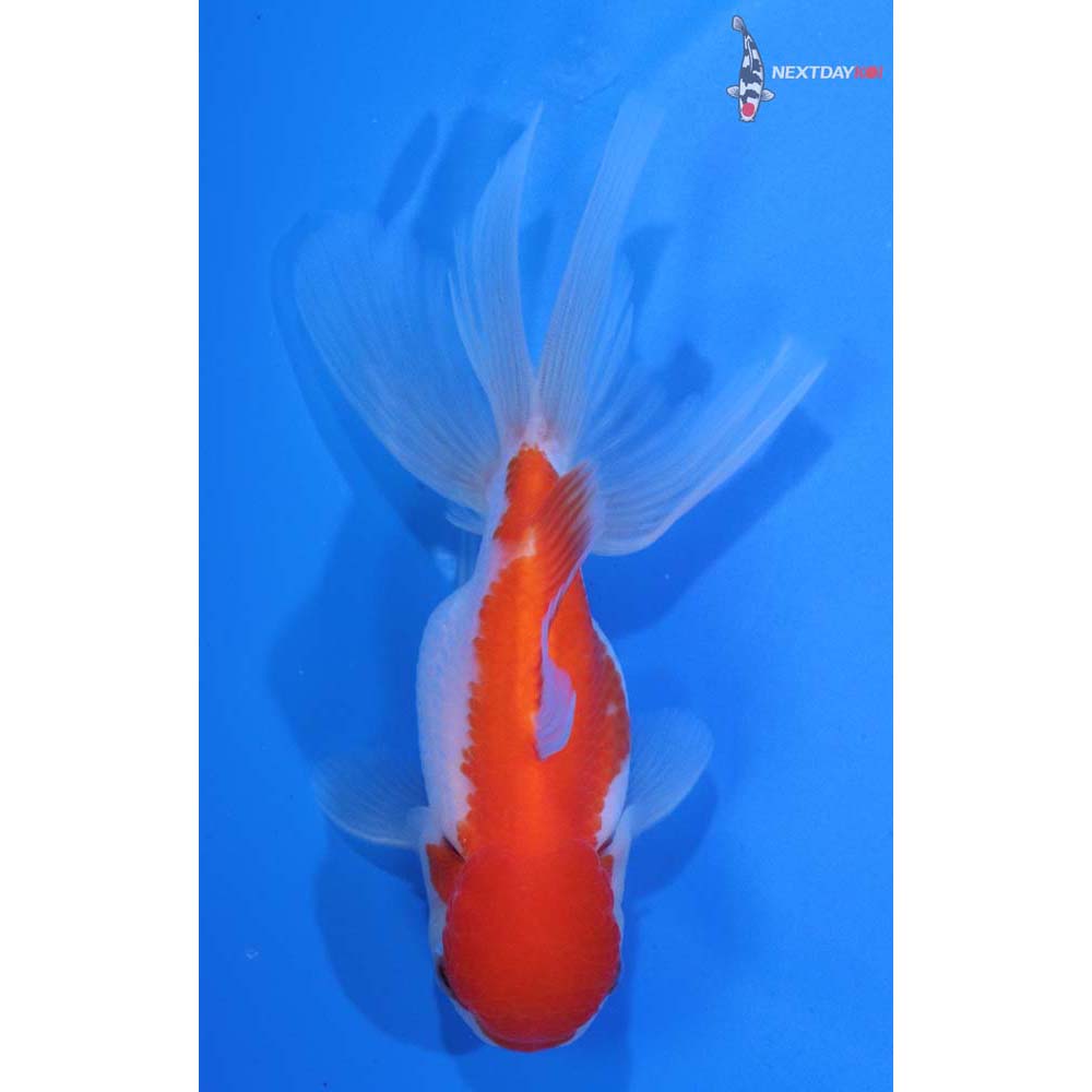 4.5” Imported Red and White Oranda