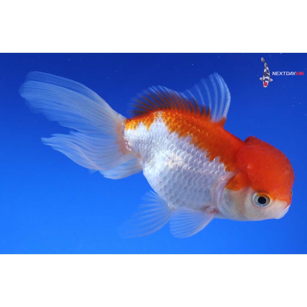4.5” Imported Red and White Oranda