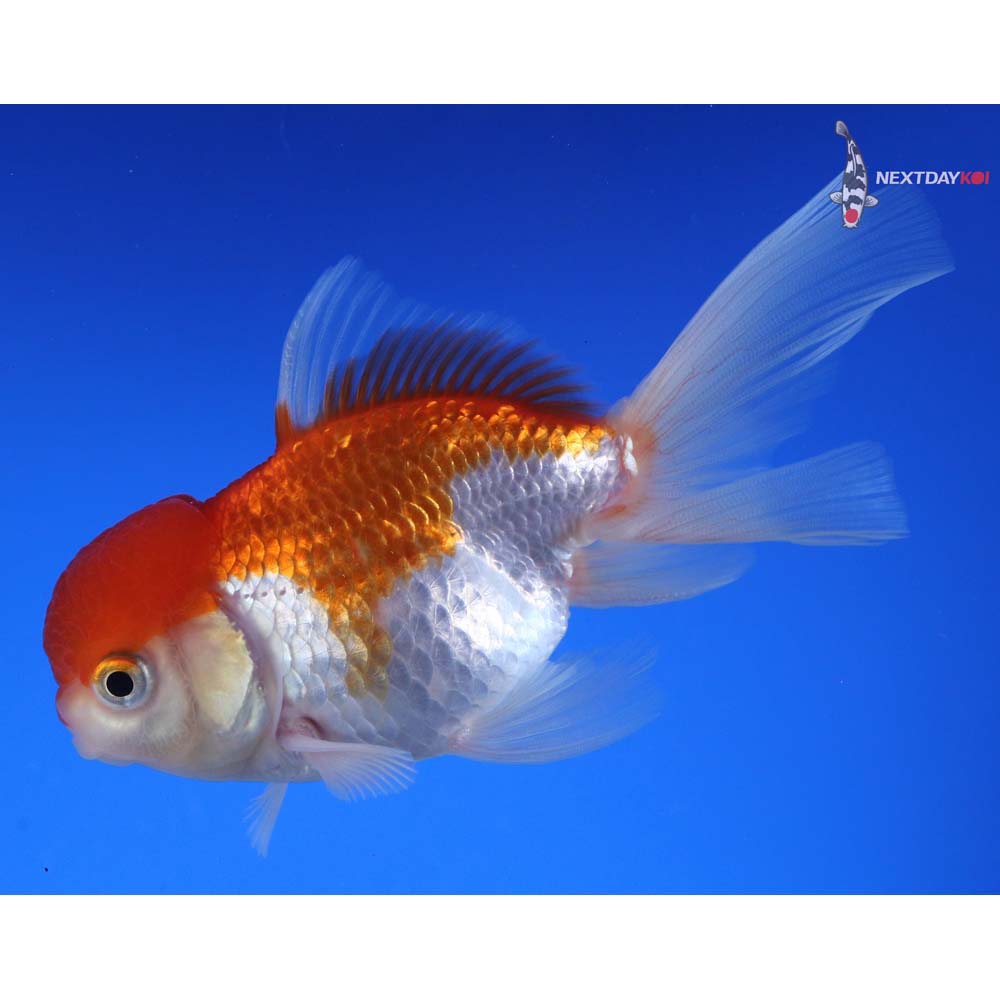 4.5” Imported Red and White Oranda