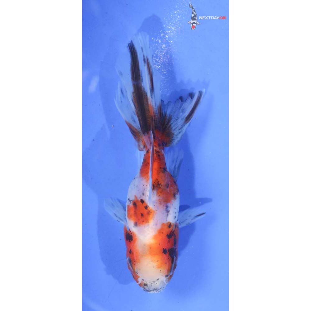 3” Imported Calico Oranda