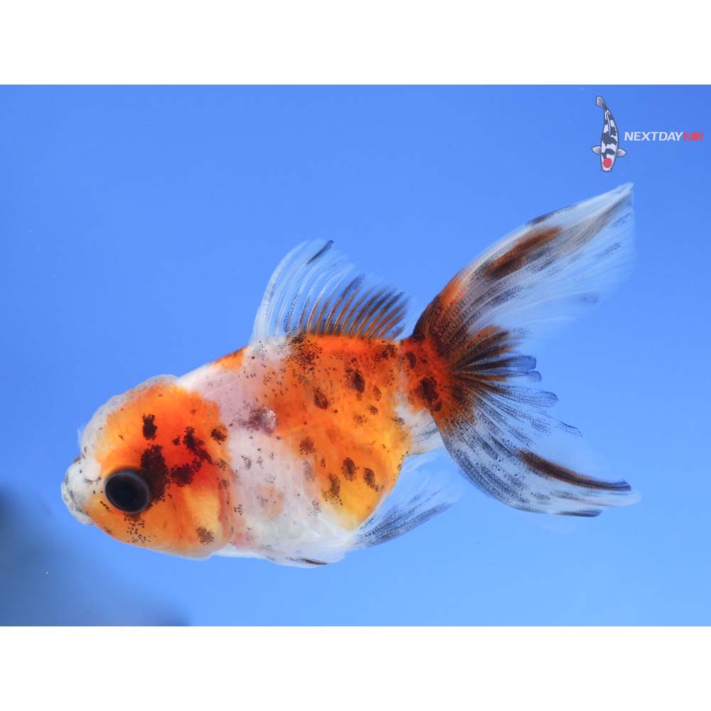 3” Imported Calico Oranda