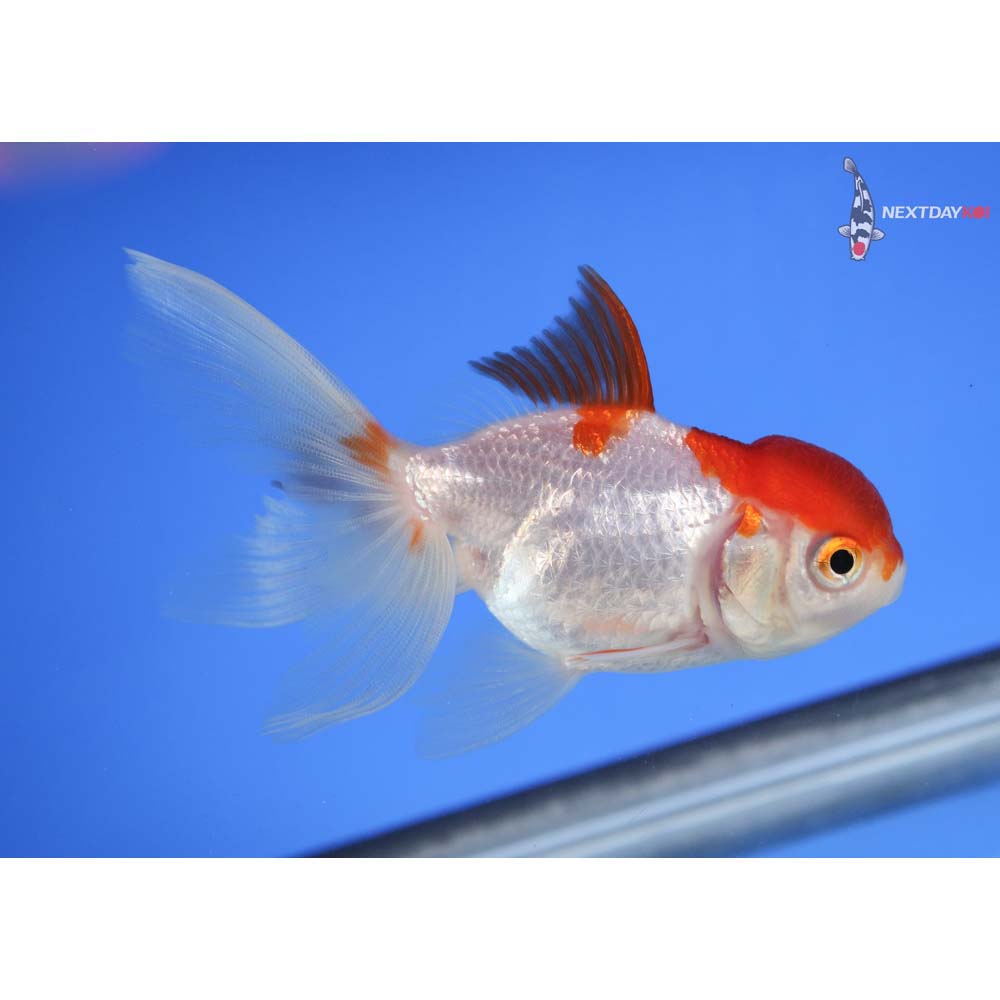 3.5” Imported Red and White Oranda