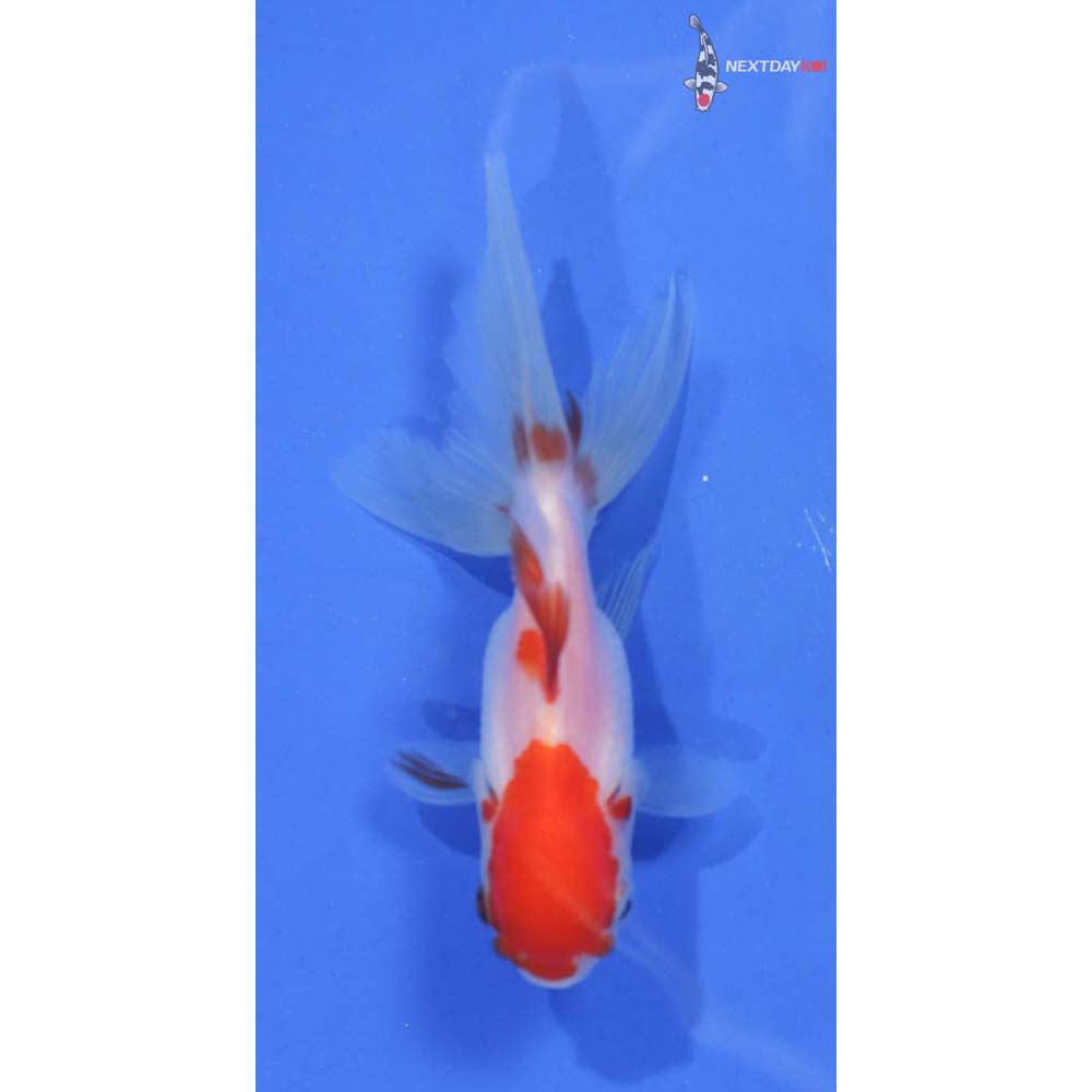 3.5” Imported Red and White Oranda
