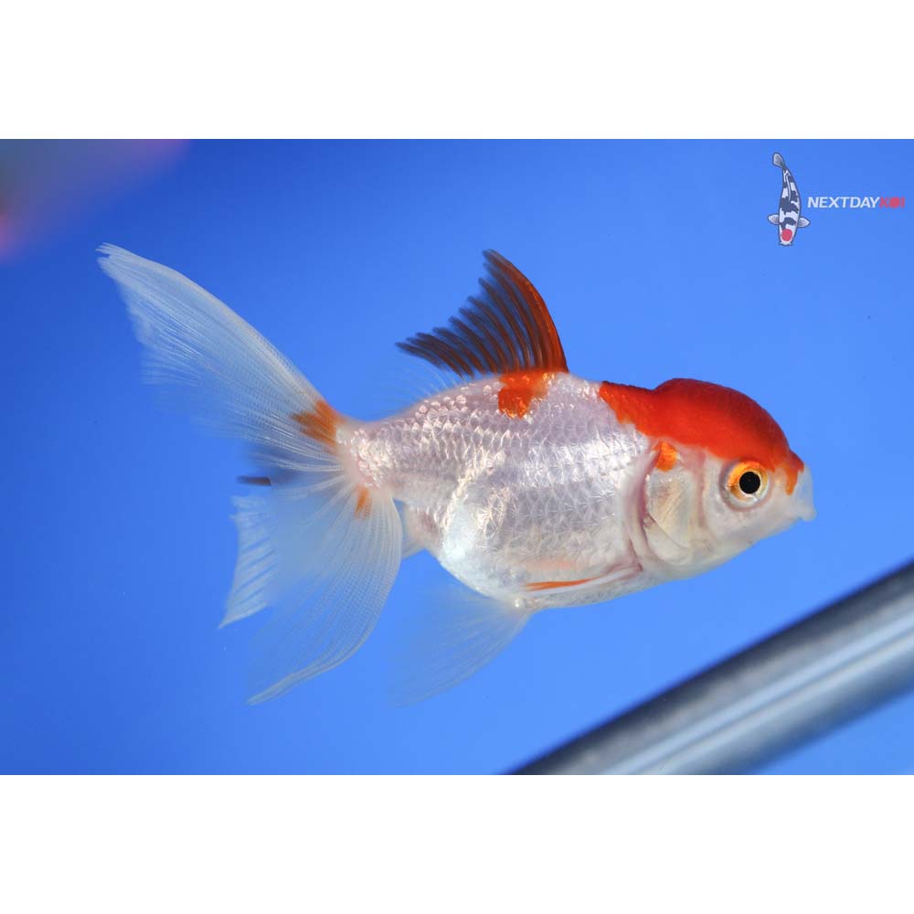 3.5” Imported Red and White Oranda