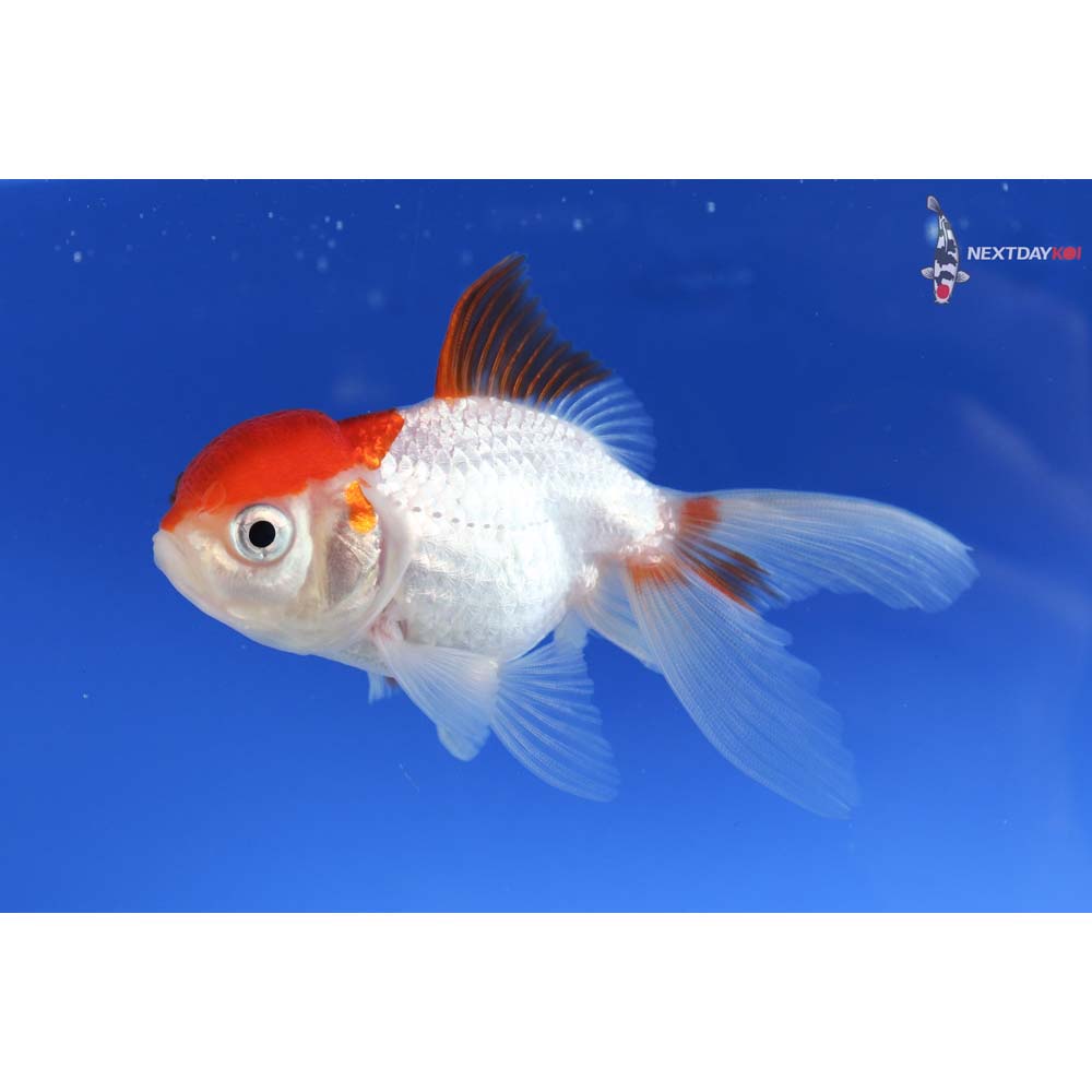 3.5” Imported Red and White Oranda