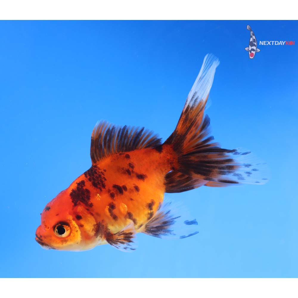3.5” Imported Red and Black Oranda