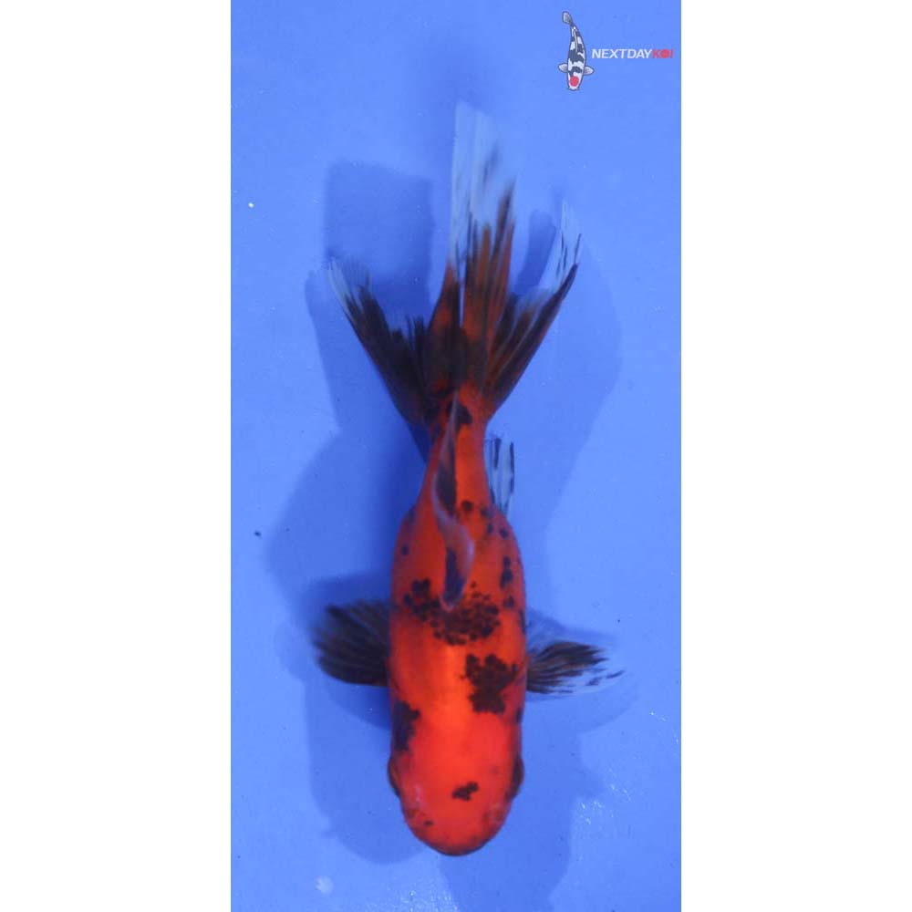 3.5” Imported Red and Black Oranda