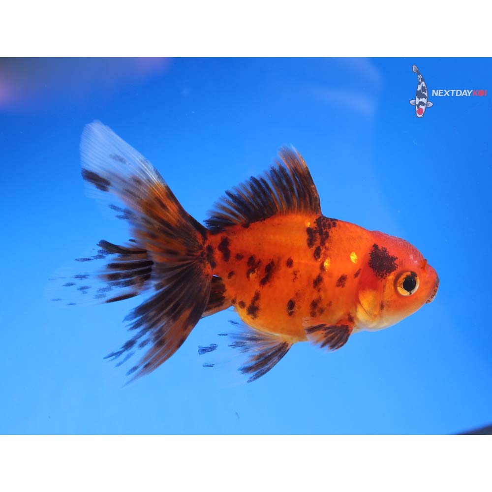 3.5” Imported Red and Black Oranda