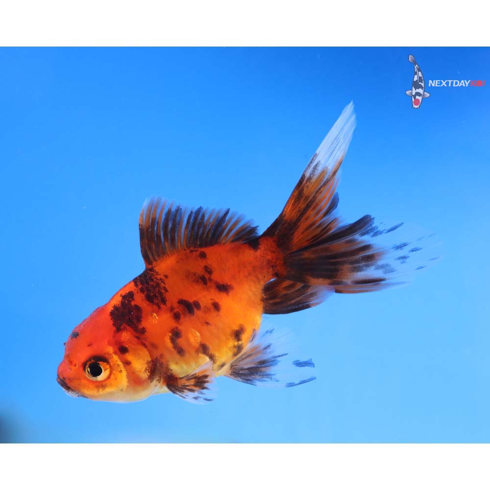 3.5” Imported Red and Black Oranda
