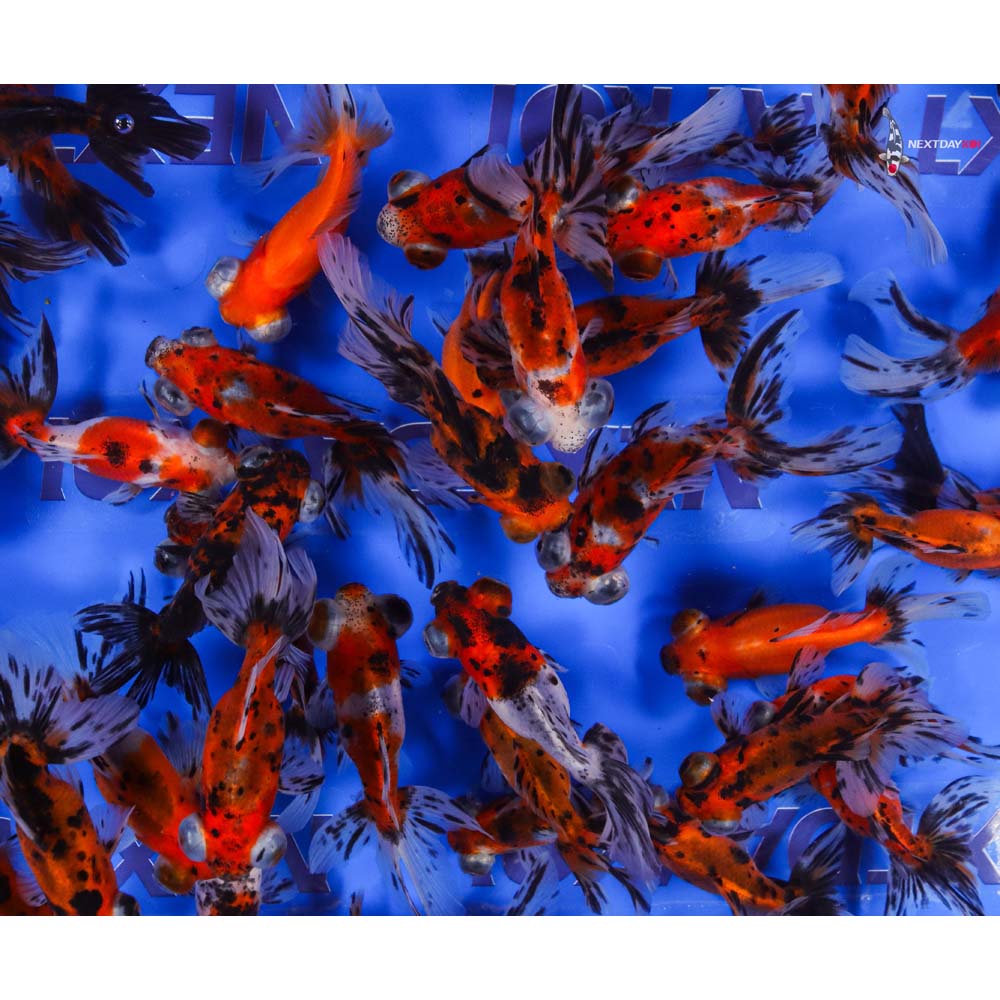 3-4" Imported Calico Telescope Goldfish