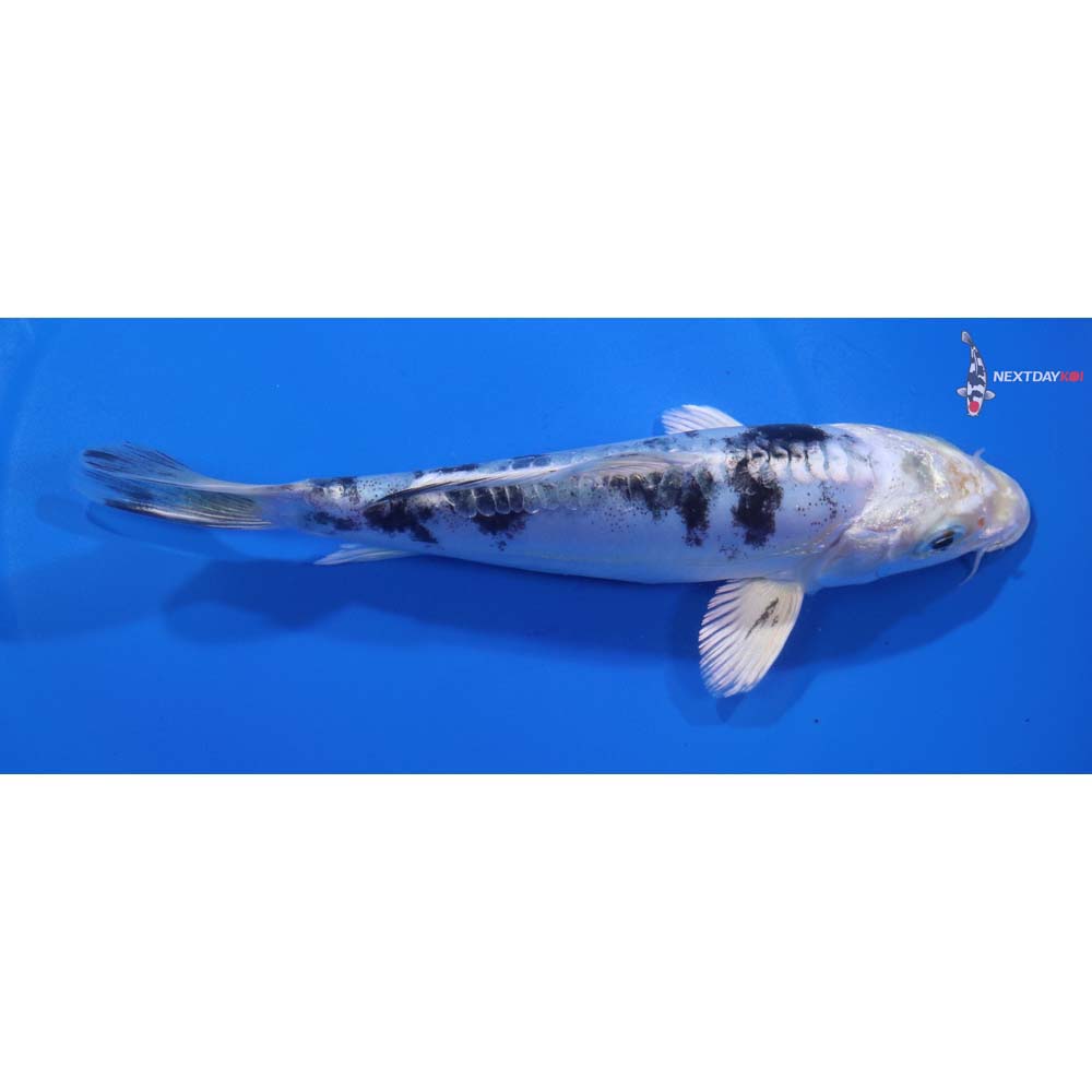 6.5” Imported Doitsu Gin Shiro Bekko