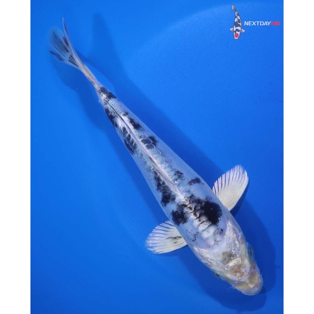 6.5” Imported Doitsu Gin Shiro Bekko