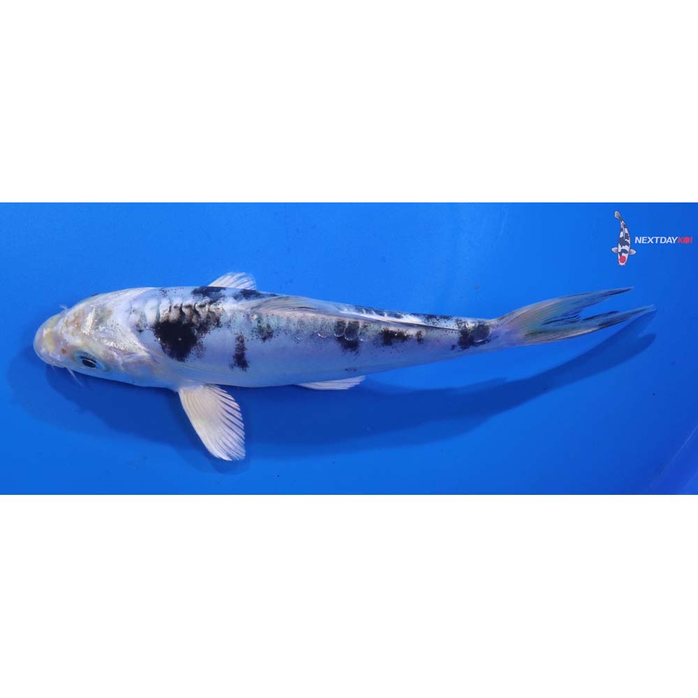 6.5” Imported Doitsu Gin Shiro Bekko