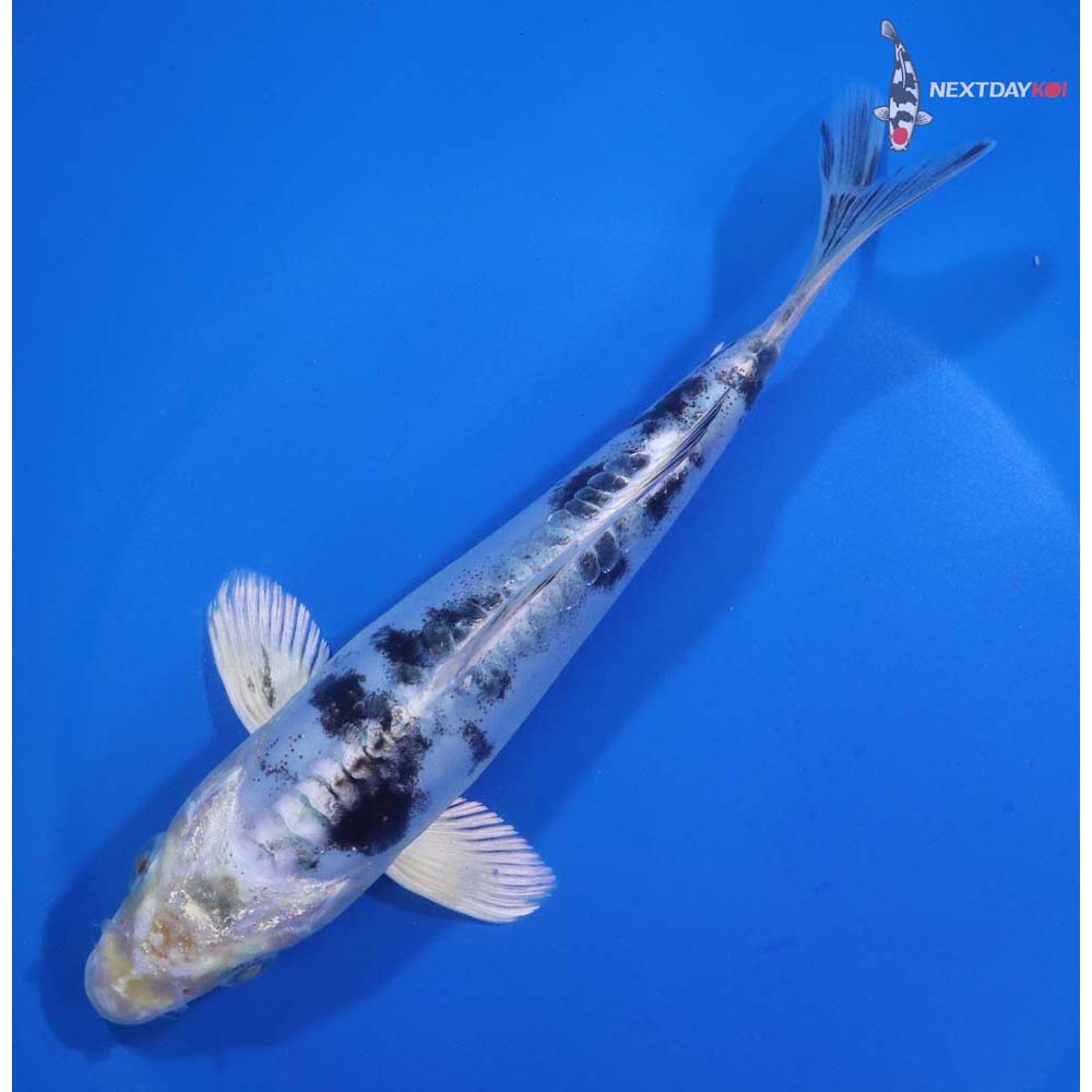 6.5” Imported Doitsu Gin Shiro Bekko