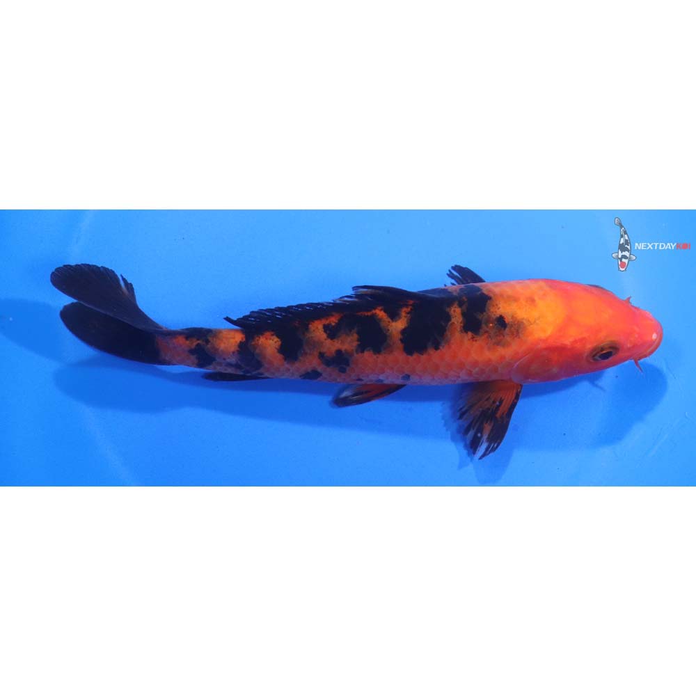 6” Imported Aka Bekko
