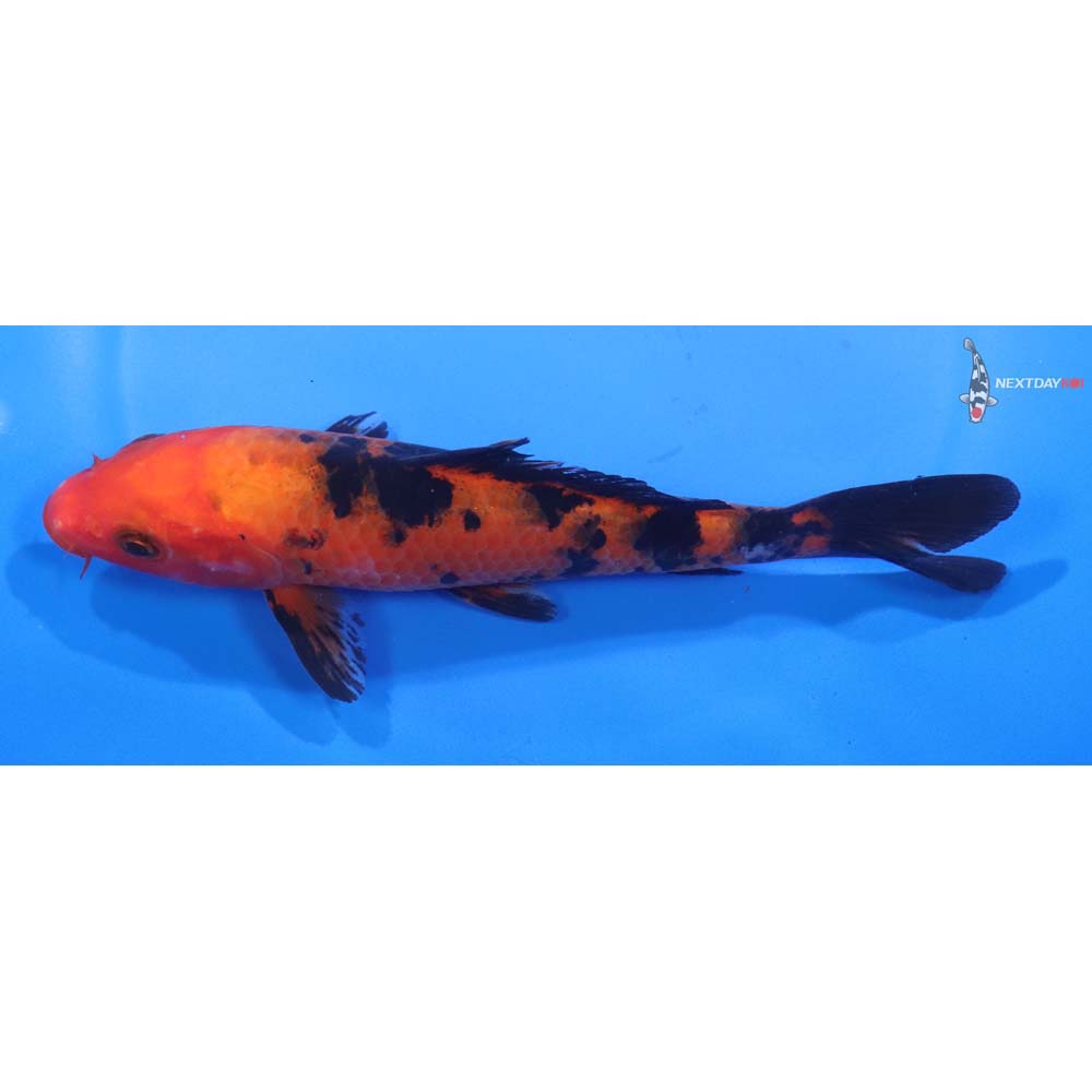 6” Imported Aka Bekko