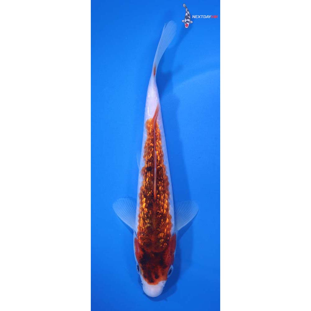 7.5” Imported Gin Rin Goromo