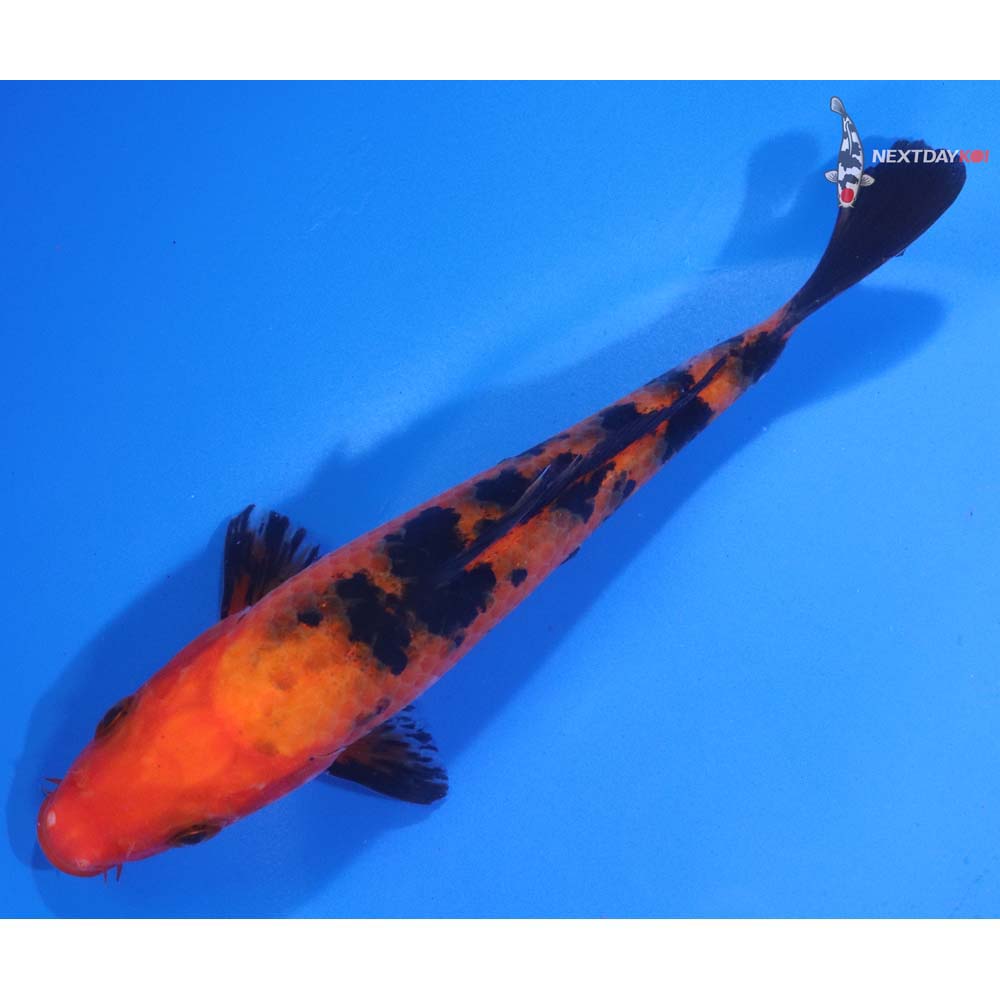 6” Imported Aka Bekko