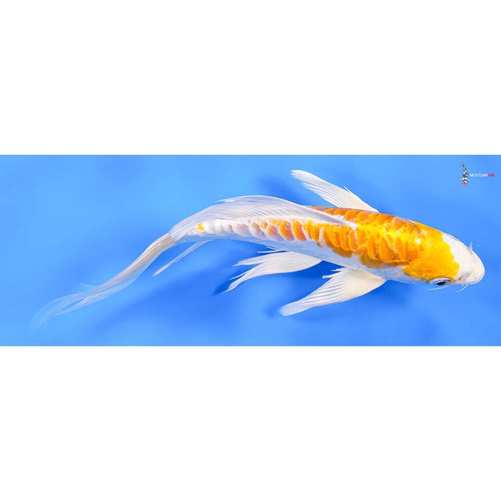 9” Imported Doitsu Lemon Hariwake Butterfly Koi