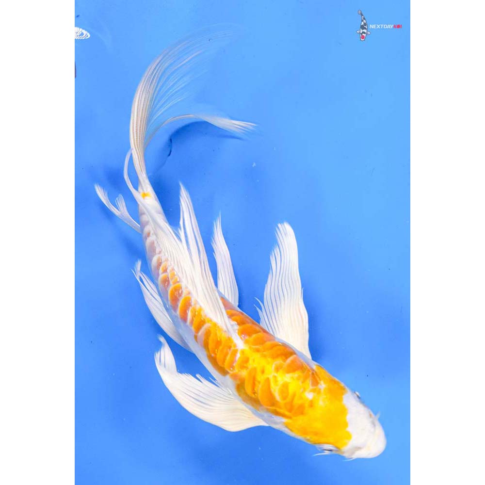 9” Imported Doitsu Lemon Hariwake Butterfly Koi