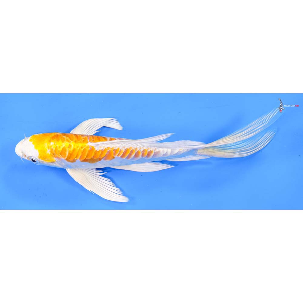 9” Imported Doitsu Lemon Hariwake Butterfly Koi