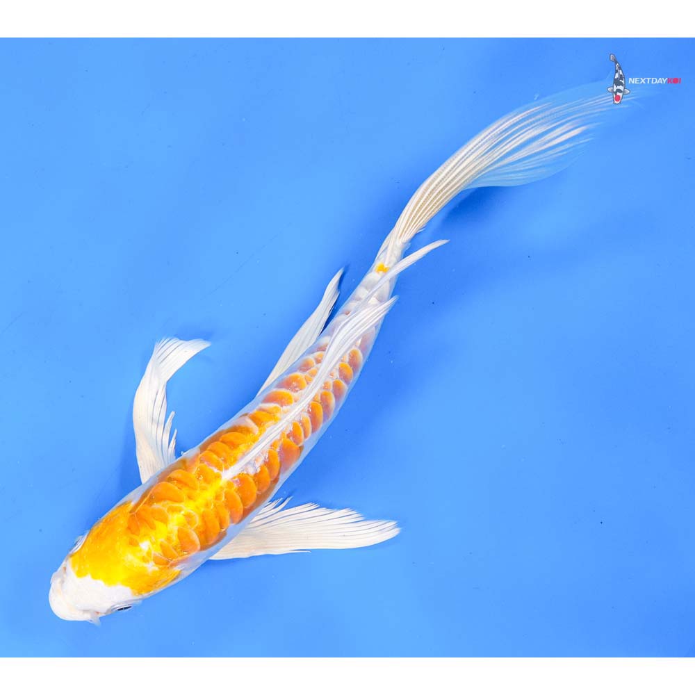 9” Imported Doitsu Lemon Hariwake Butterfly Koi